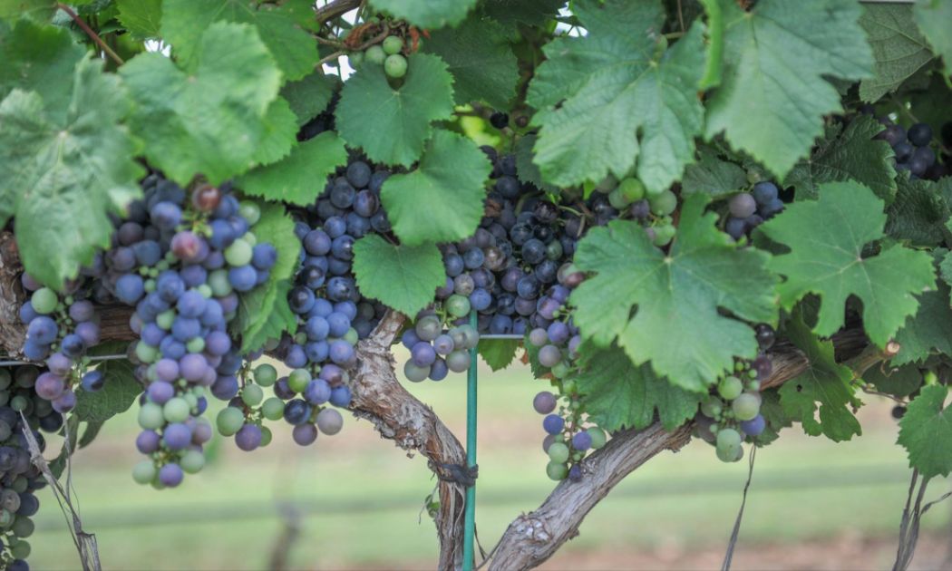Fiesta Winery, Downtown Fredericksburg