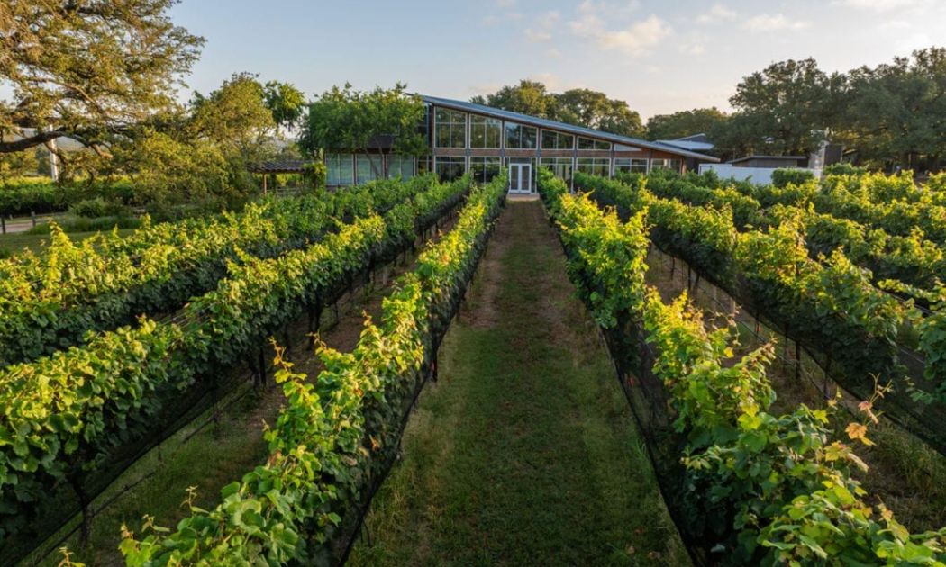 William Chris Vineyards, Hye